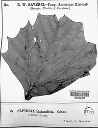 Septoria platanifolia image